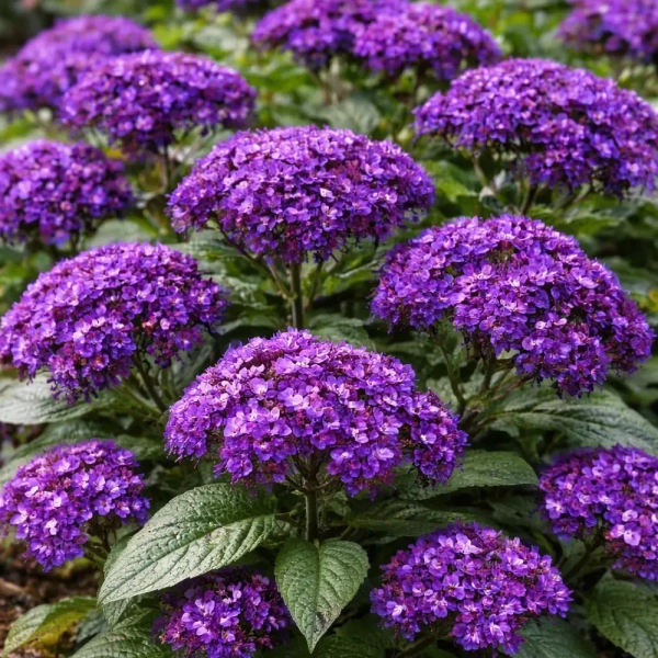 Heliotropium arborescens 'Marine' – heliotrop, kwiatostan